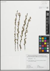 Foto von Salix repens L.